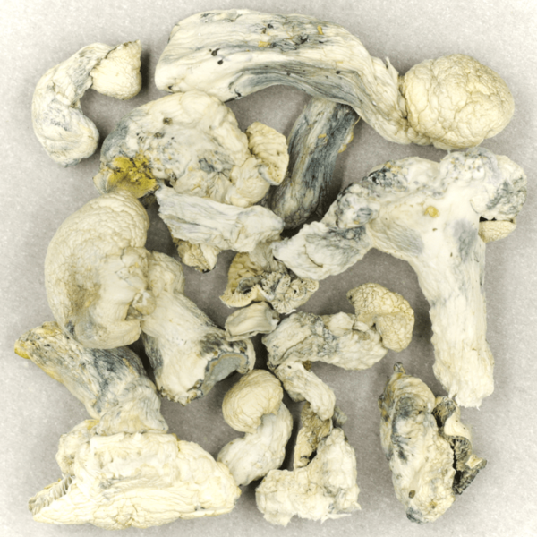 Cambodian Psilocybe Cubensis | Online Dispensary Canada Shop