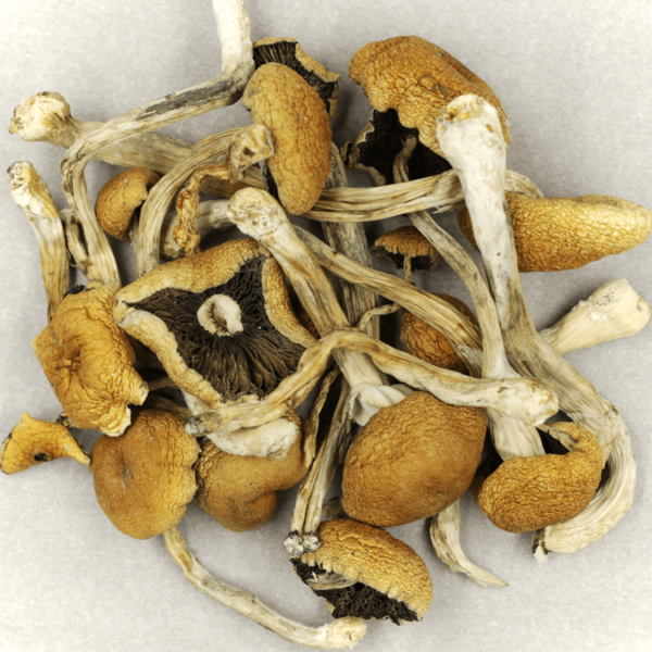 Cambodian Psilocybe Cubensis | Online Dispensary Canada Shop