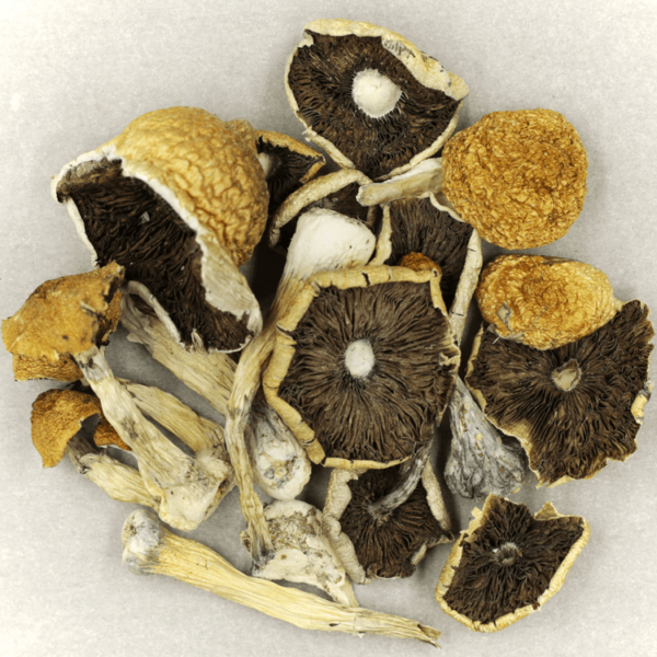 Penis Envy Cubensis | Online Dispensary Canada Shop