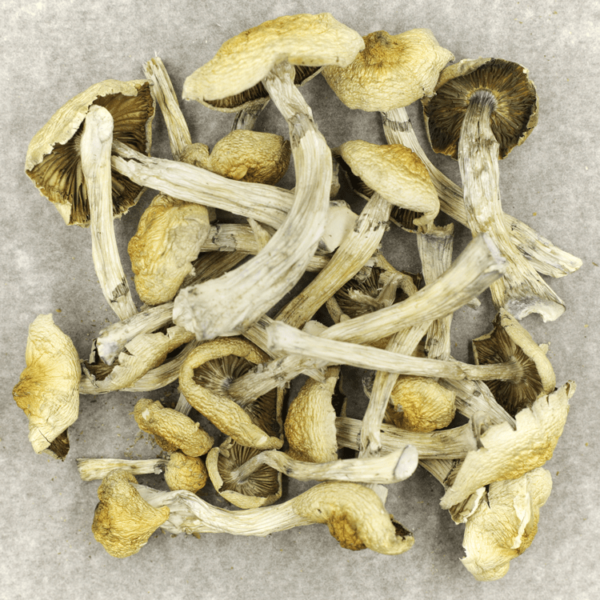 Blue Magnolia Rust | Online Dispensary Canada Shop