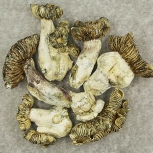 White Burma | Online Dispensary Canada Shop