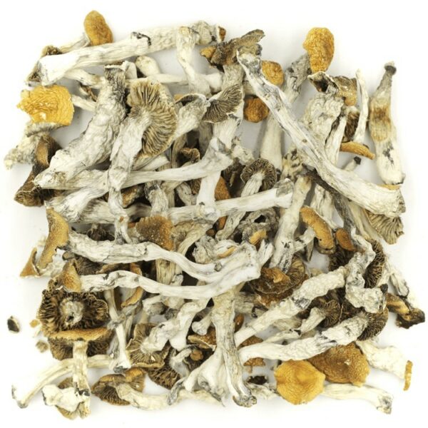 Golden Teacher | Online Dispensary Canada Shop
