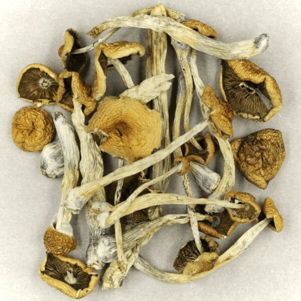 Psilocybe Cubensis Mexicana | Online Dispensary Canada Shop