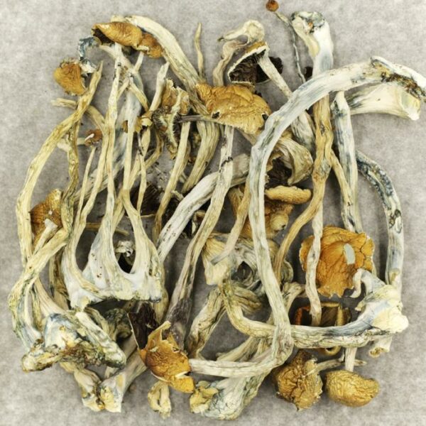 Amazonian Cubensis | Online Dispensary Canada Shop