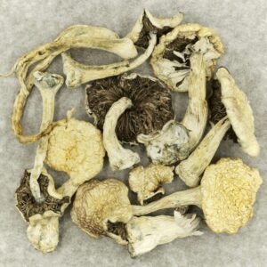 Leucistic Burma | Online Dispensary Canada Shop