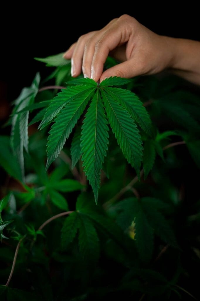 Buy My cannabis Online: Deals and Discounts You Can Find From Our Online Marijuana Dispensary | Online Dispensary Canada Shop | Online Dispensary Canada Shop