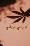 cannabis weed | Online Dispensary Canada Shop