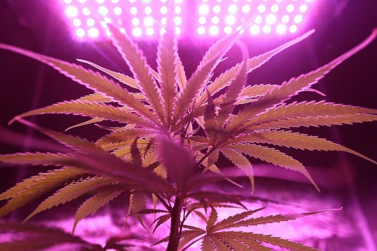 Discover How A cannabis Shop Helps You Better Understand Cannabis | Online Dispensary Canada Shop | Online Dispensary Canada Shop