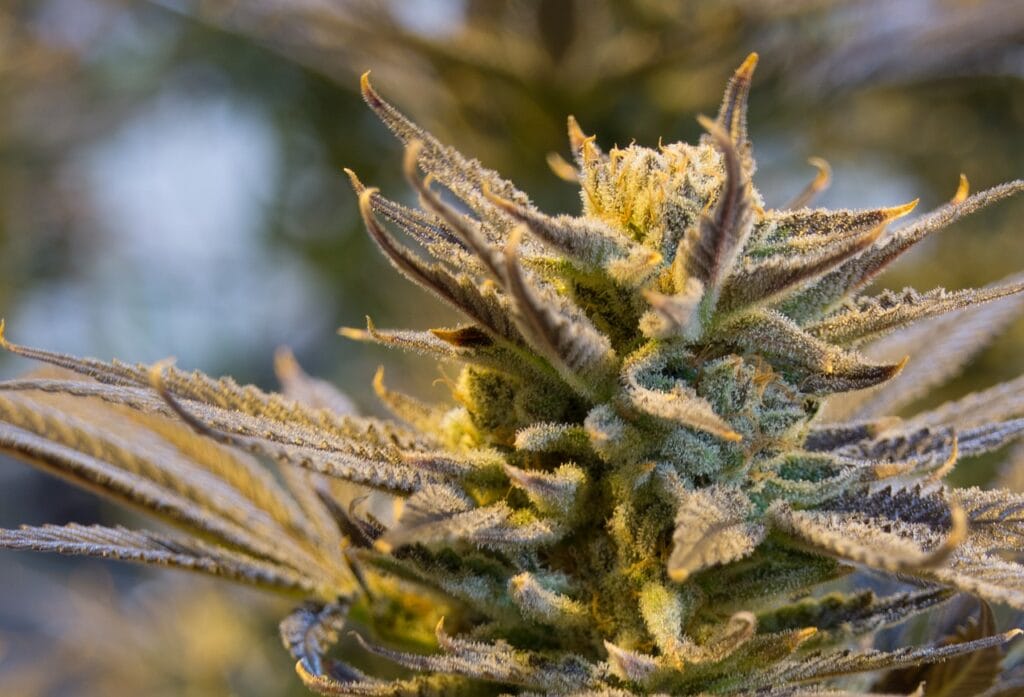 buy indica flower online in Canada | Online Dispensary Canada Shop