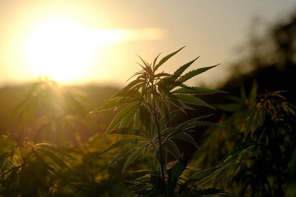 Buy indica flower online | Online Dispensary Canada Shop